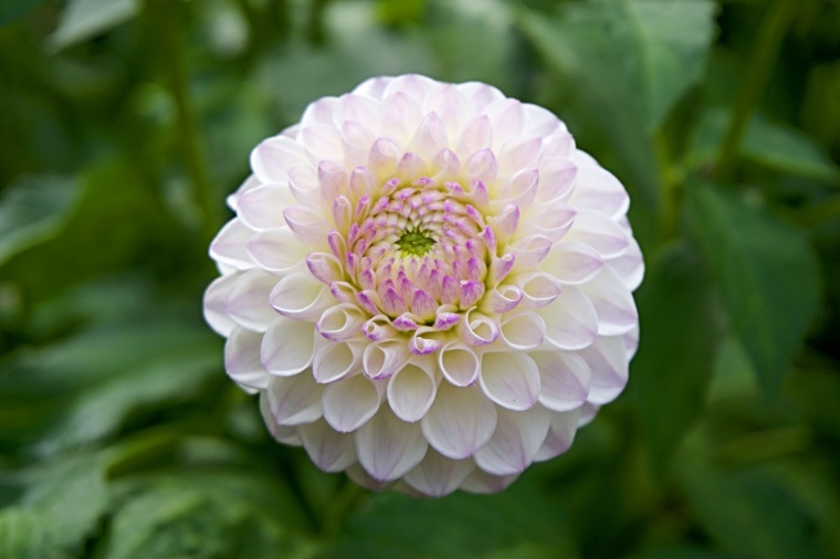 花 鲜花 粉花 粉色 大丽花 花朵 唯美 自然 背景图 高清背景 背景 