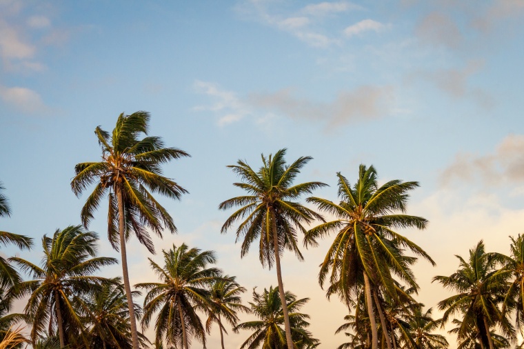 海滩 椰树 椰子 树 沙滩 天空 自然 风景 背景图 高清背景 背景 