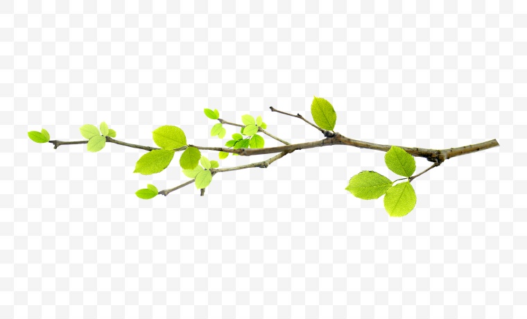 绿叶 树叶 叶子 春天 绿色环保 环保 绿色树叶 叶片 绿色 树枝 