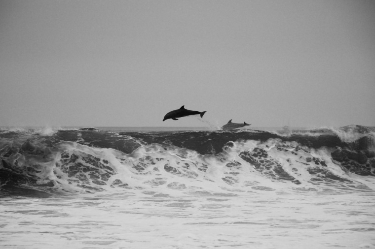 大海 海 海水 水 海面 海浪 浪花 海豚 风景 自然 背景 背景图 高清背景 