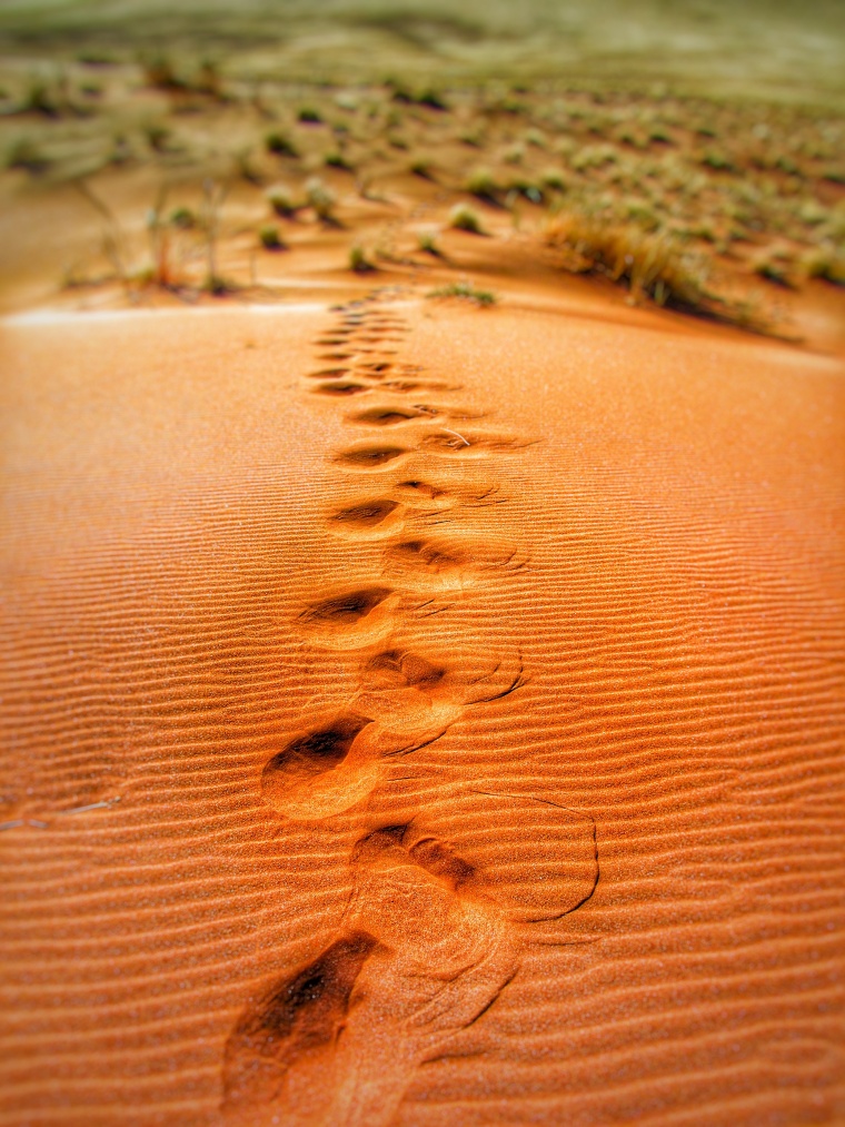 沙漠 荒漠 大漠 沙 自然 脚印 植物 风景 背景图 高清背景 背景 