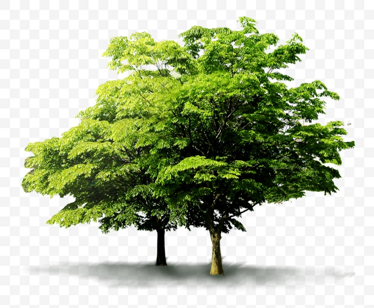 树 树木 大树 绿树 乔木 春天 春季 绿色环保 环保 绿色 