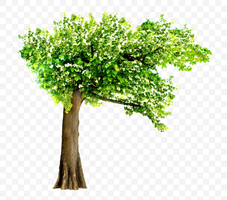 树 树木 大树 绿树 乔木 春天 春季 绿色环保 环保 绿色 