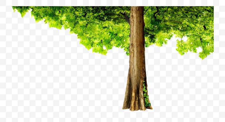 树 树木 大树 绿树 乔木 春天 春季 绿色环保 环保 绿色 树枝 