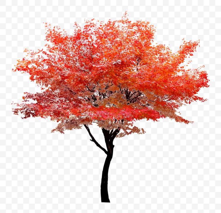 树 树木 大树 绿树 乔木 秋天的树 秋天 秋季 树枝 红叶树 