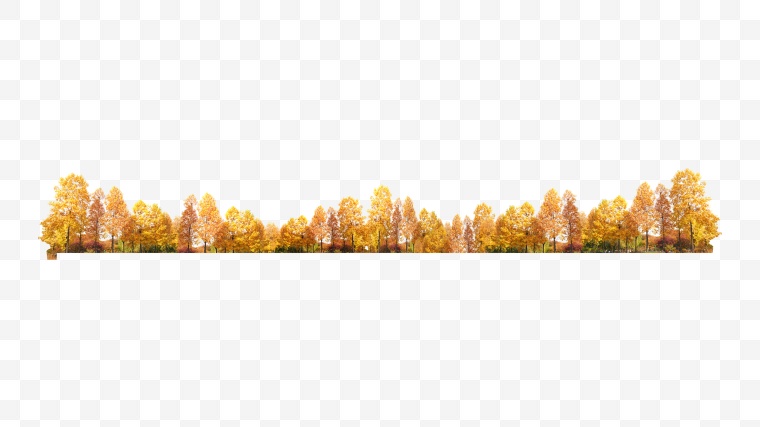 树 树木 大树 绿树 乔木 秋天的树 秋天 秋季 树枝 