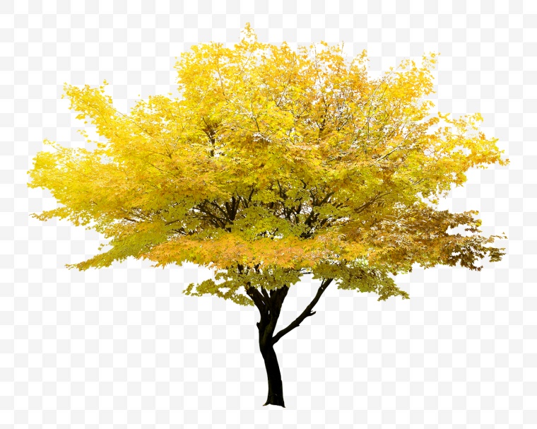 树 树木 大树 绿树 乔木 秋天的树 秋天 秋季 树枝 