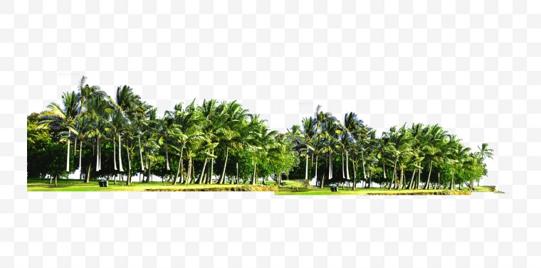 椰树 海边椰树 树 大树 绿色 夏天 夏季 暑假 酷暑 