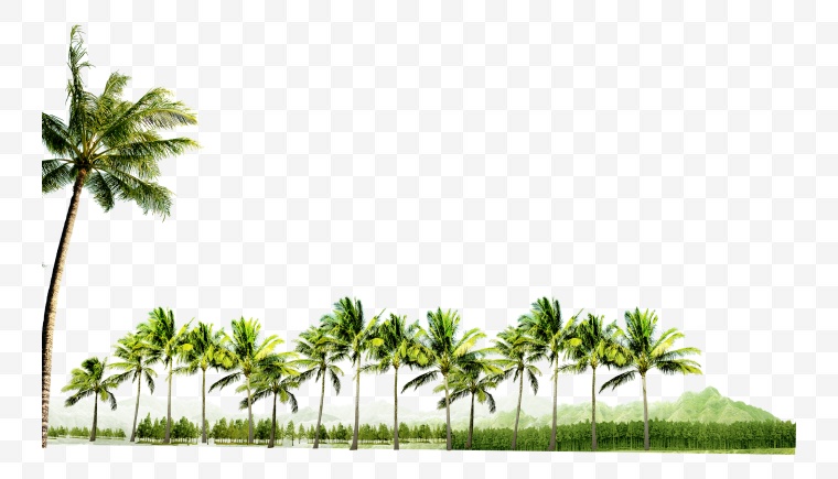 椰树 海边椰树 树 大树 绿色 夏天 夏季 暑假 酷暑 