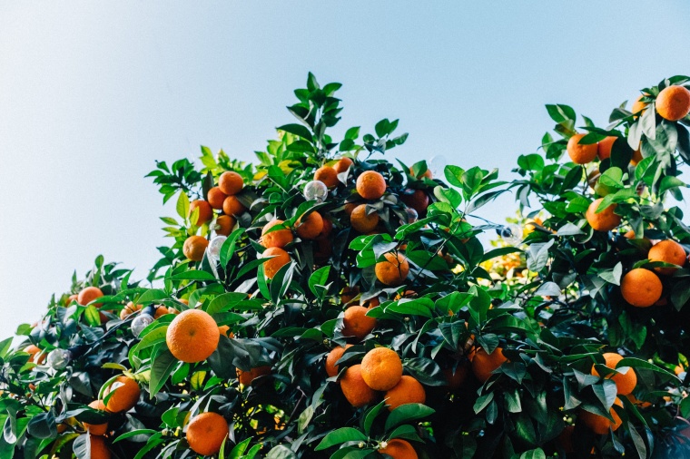 橘子 果树 水果 树 背景图 高清背景 背景 