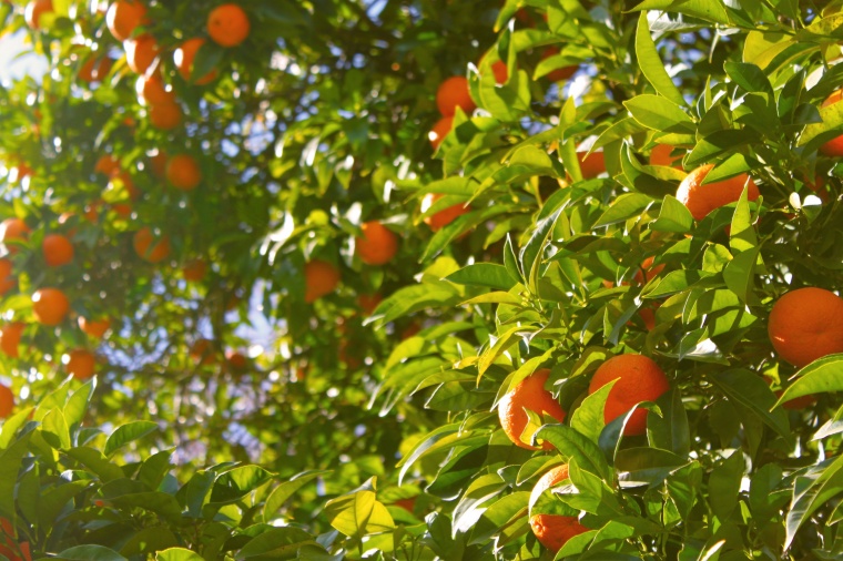 橘子 果树 水果 树 背景图 高清背景 背景 