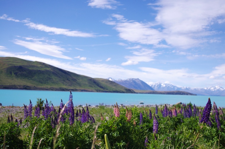 山峰 山 山脉 湖泊 湖 花田 天空 自然 风景 