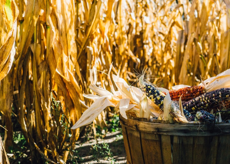 玉米 谷物 秋天 秸秆 景色 自然 