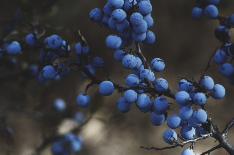 蓝莓 水果 蓝莓树 果子 花青素 