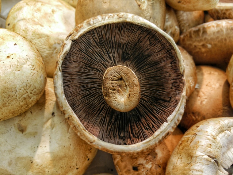 香菇 蘑菇 鲜美 食物 蔬菜 美味 