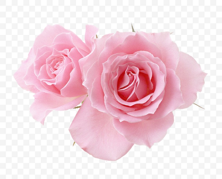 玫瑰花 粉色玫瑰花 玫瑰 花 