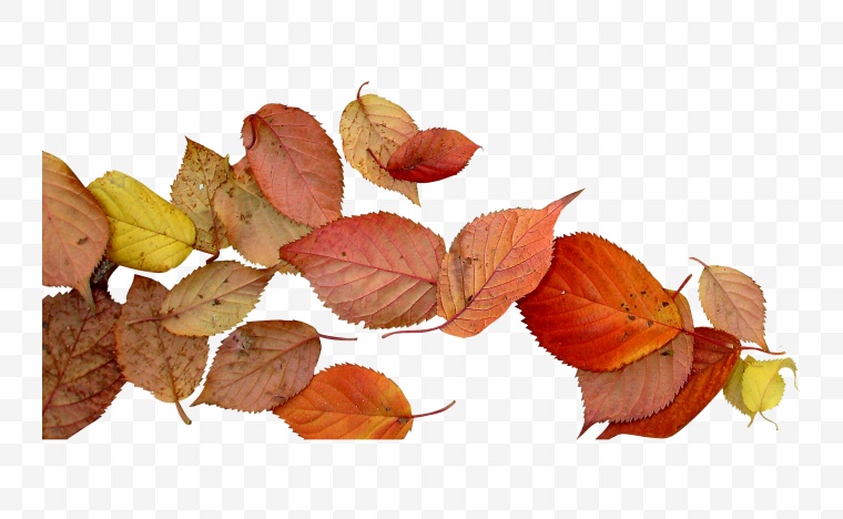 树叶 秋天 秋天树叶 落叶 秋季 深秋 黄色的树叶 秋天的树叶 
