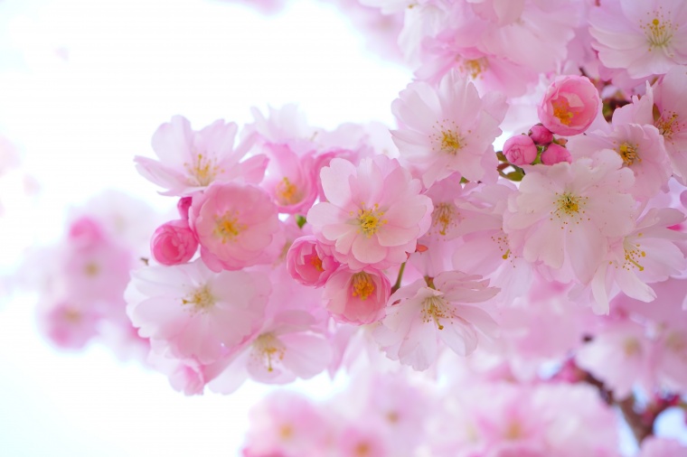 桃花 花 粉色的花 春天 春季 