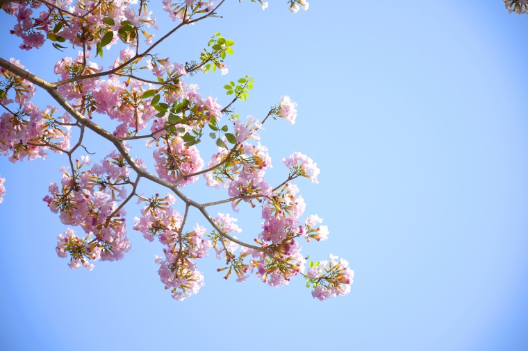 桃花 花 粉色的花 春天 春季 桃树 桃花树 