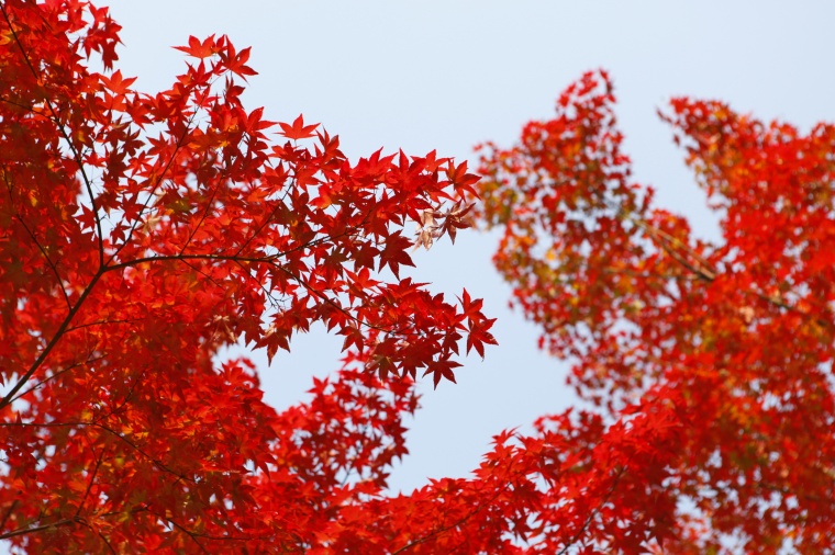红色枫叶 红色树叶 红叶 枫叶 秋天 秋季 秋 