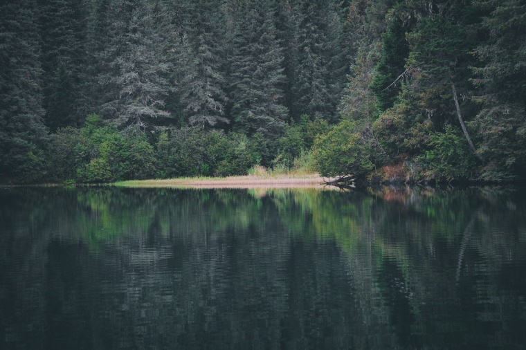 树林 树 僧林 湖泊 湖 自然 风景 