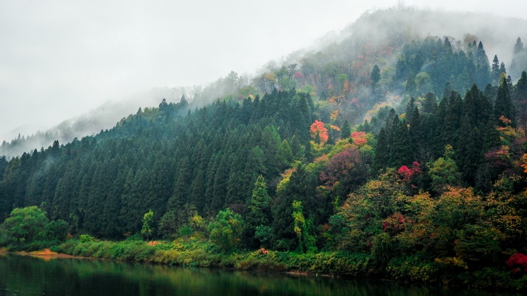 树林 树 森林 湖泊 湖 自然 风景 