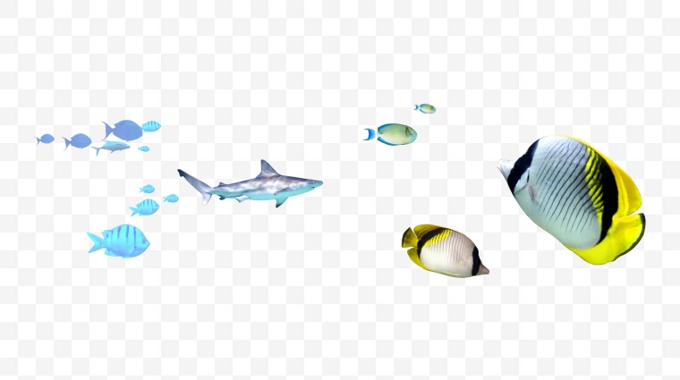 鱼 鱼类 海底总动员 海洋生物 