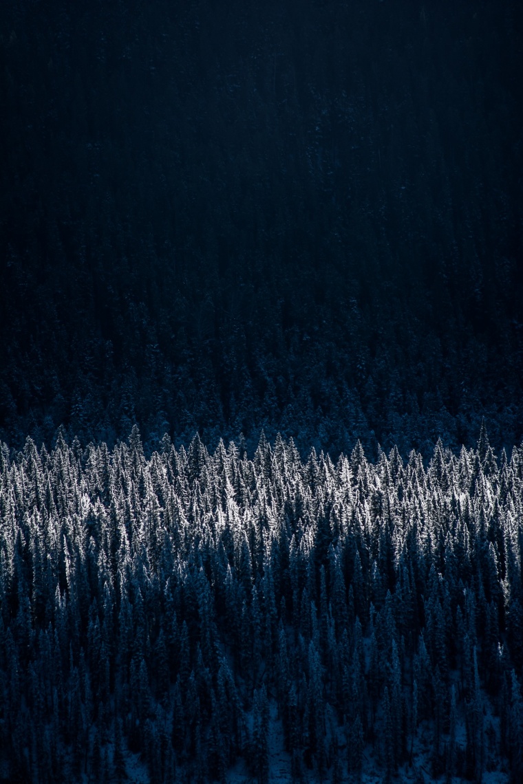 树林 树 森林 山 冬天 雪景 自然 风景 