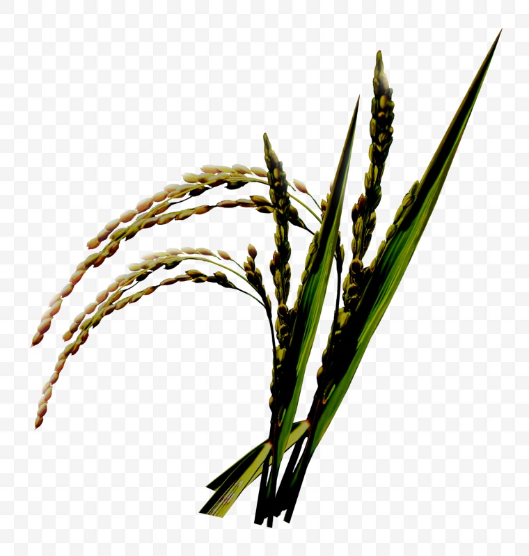 稻穗 稻子 稻 水稻 庄稼 粮食 谷物 食物 
