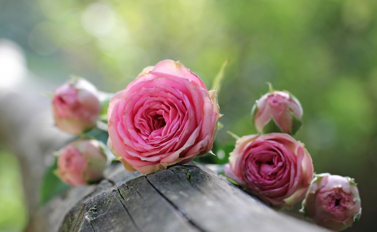 玫瑰花 玫瑰 粉玫瑰 花朵 清新 小清新 唯美 爱情 自然 