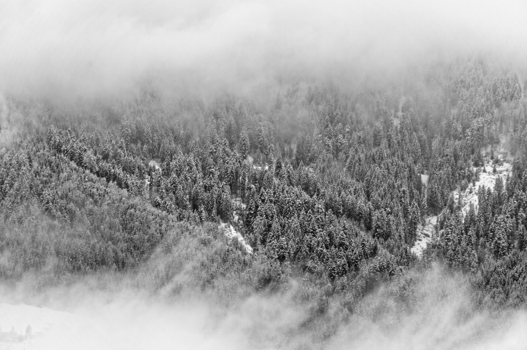 树林 树 冬天 雪景 森林 雪松 自然 风景 