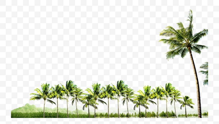 椰树 夏季 夏天 夏日 海滩椰树 