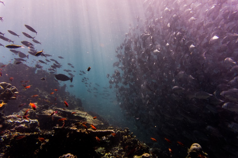 鱼 小鱼 观赏鱼 海洋生物 生物 动物 海底 
