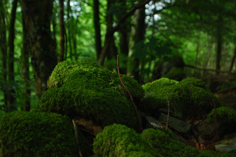 树林 自然 森林 风景 绿色 