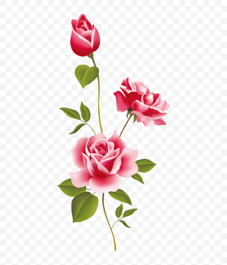玫瑰花 玫瑰 粉玫瑰 花朵 清新 小清新 唯美 爱情 手绘 