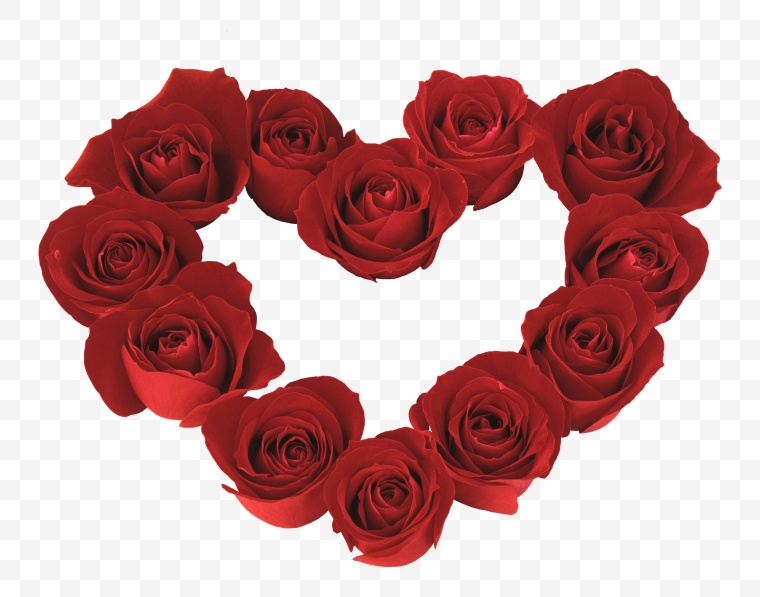 玫瑰花 玫瑰 红玫瑰 花朵 清新 浪漫 唯美 爱情 