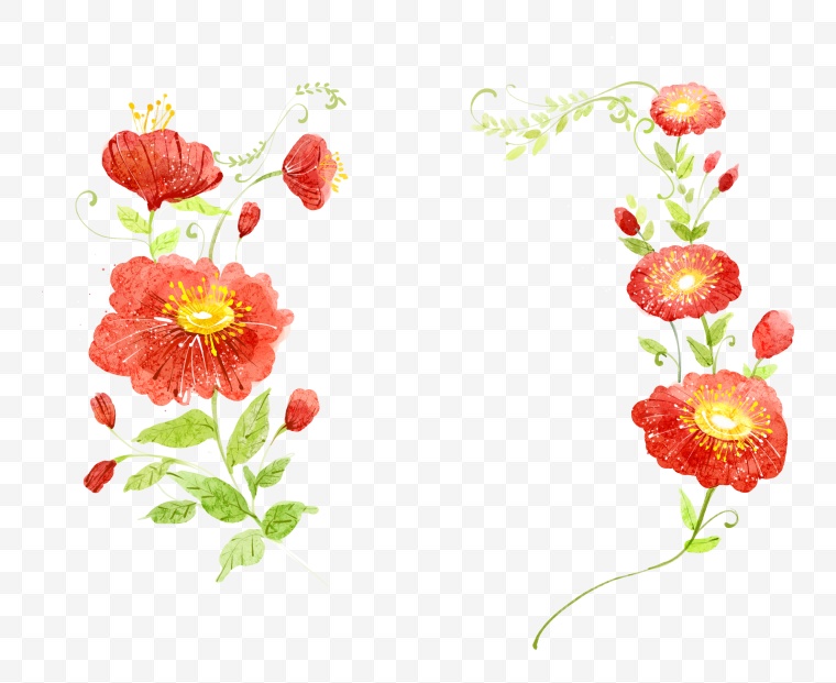 花 鲜花 红花 花朵 植物 手绘 花卉 