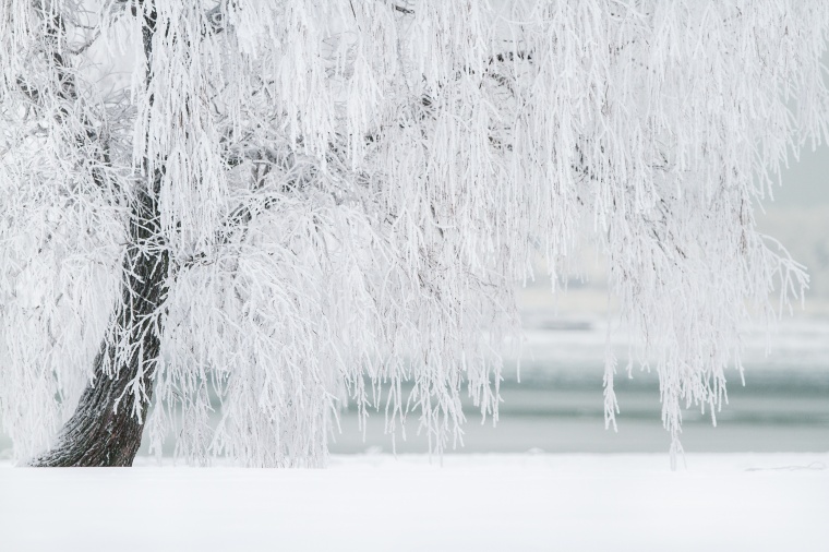 树 柳树 银装 银装素裹 冬天 雪景 风景 唯美 