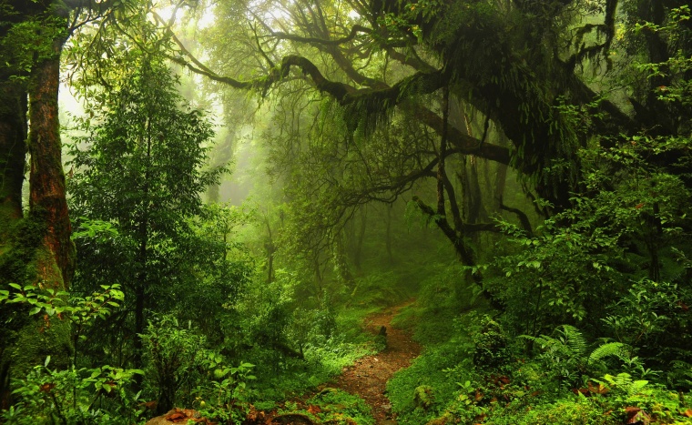 森林 丛林 冒险 探险 绿色森林 绿色 