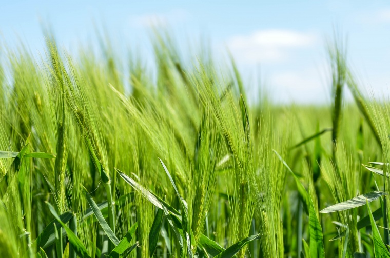 麦子 麦穗 粮食 谷物 绿色 自然 