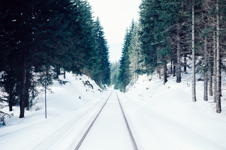 树林 树 森林 松树 雪景 冬天 自然 风景 