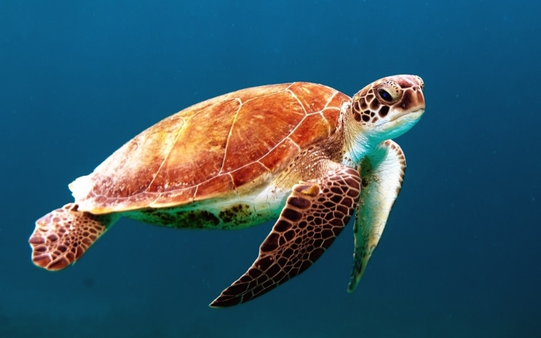 海龟 乌龟 龟 海洋 海洋生物 动物 