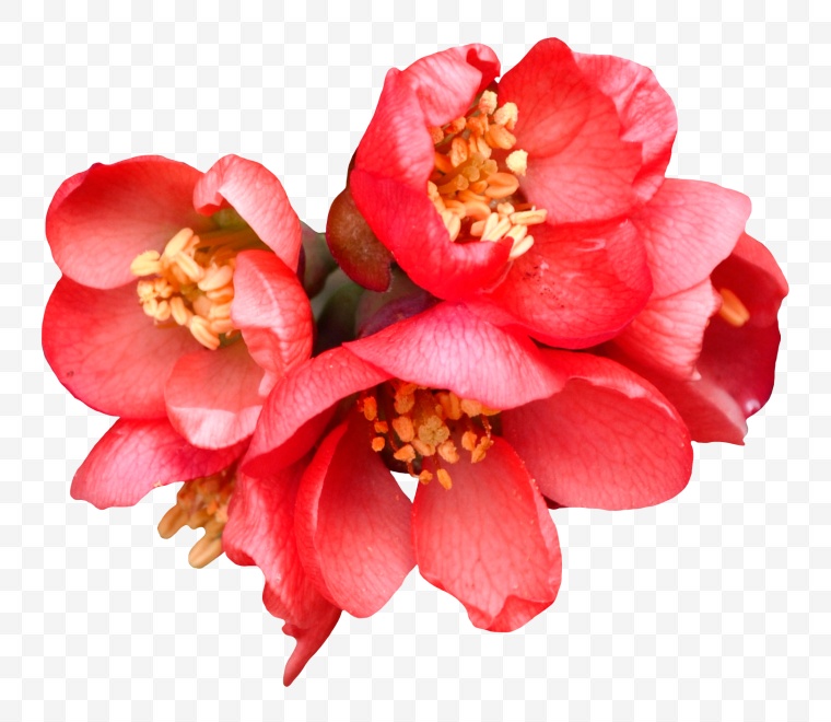 花瓣 花 鲜花 红色花朵 梅花 花蕊 自然 