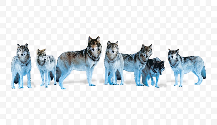 狼 狼群 忠诚 团队 动物 