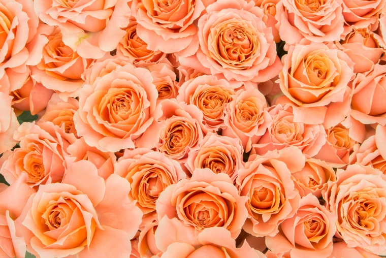 花 鲜花 粉花 粉色 玫瑰花 花朵 唯美 自然 浪漫 