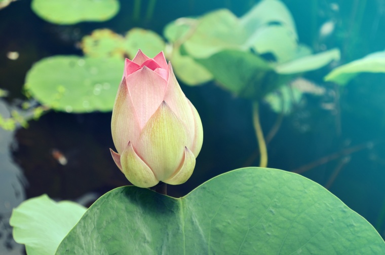 荷花 花 莲花 荷叶 池塘 花卉 
