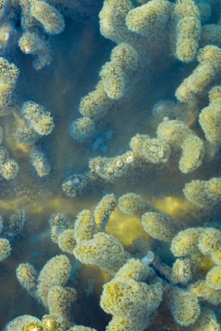 海洋生物 珊瑚 海底 海底世界 珊瑚礁 生物 