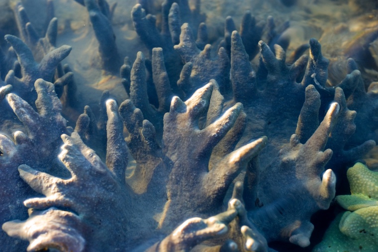 海洋生物 珊瑚 海底 海底世界 珊瑚礁 生物 