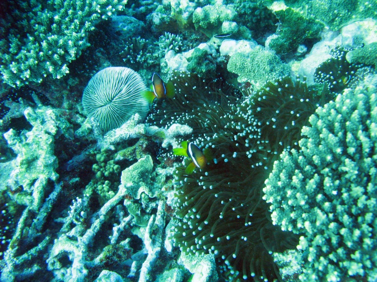 海洋生物 珊瑚 海底 海底世界 珊瑚礁 生物 小鱼 