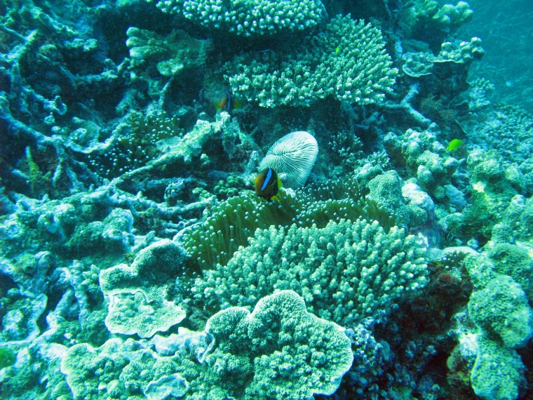 海洋生物 珊瑚 海底 海底世界 珊瑚礁 生物 小鱼 